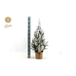 PICEA GL DECEMBER