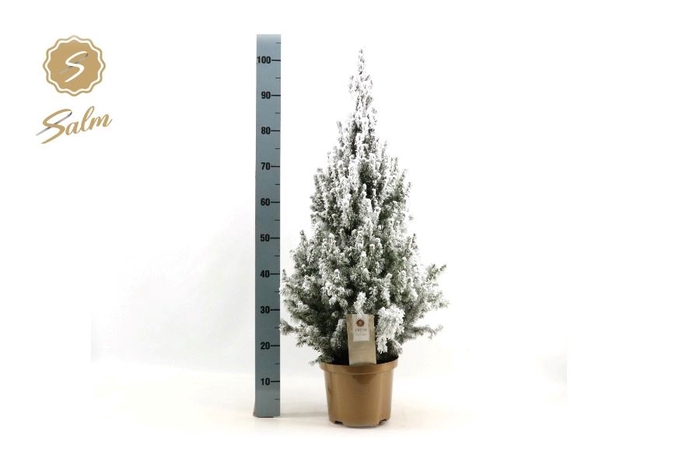 <h4>PICEA GL DECEMBER</h4>