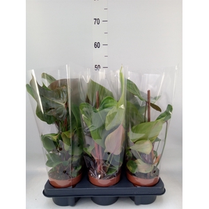 Philodendron   ...