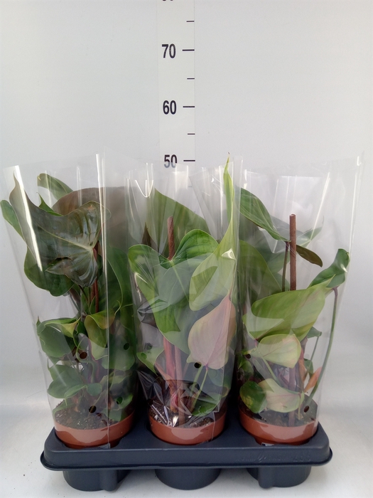 <h4>Philodendron   ...</h4>
