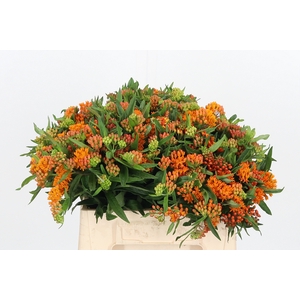 Asclepias Tuberosa
