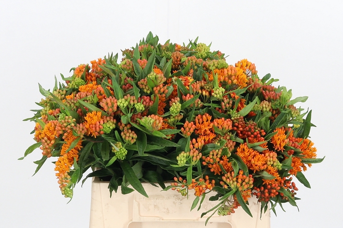 Asclepias Tuberosa