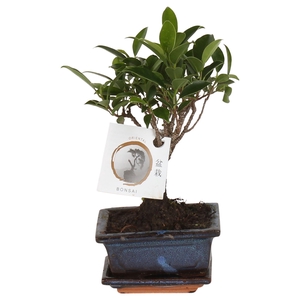 Bonsai 'Ficus retusa.' in ø12cm Ceramic Ball Shape with Saucer