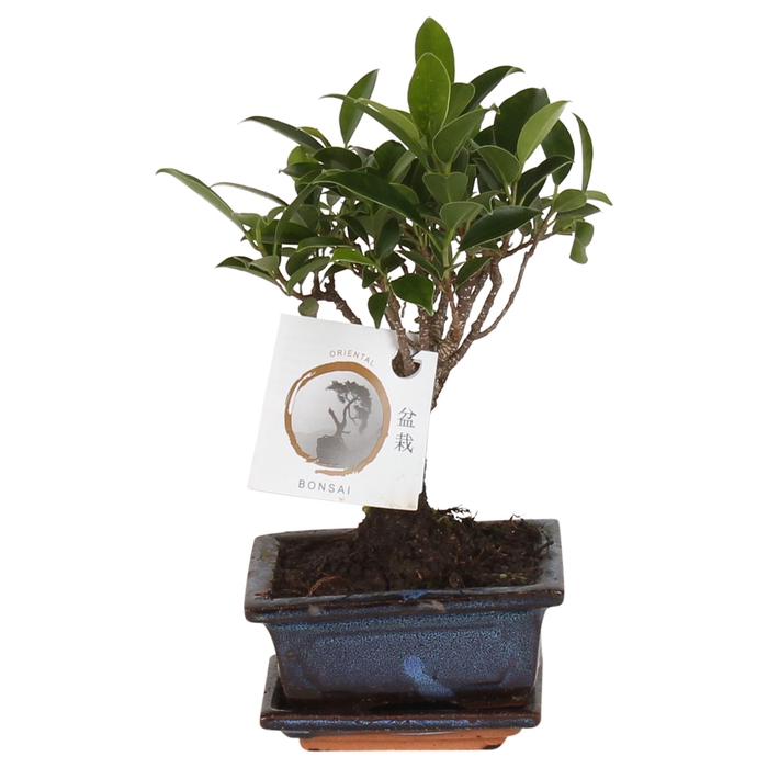 <h4>Bonsai 'Ficus retusa.' in ø12cm Ceramic Ball Shape with Saucer</h4>