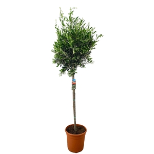 Olea europaea