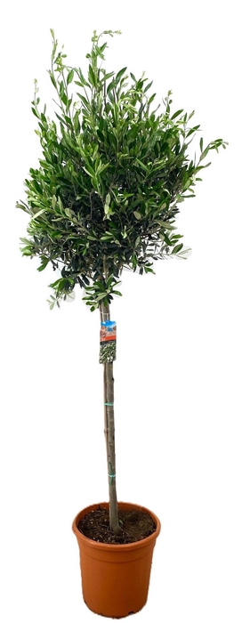 <h4>Olea europaea</h4>