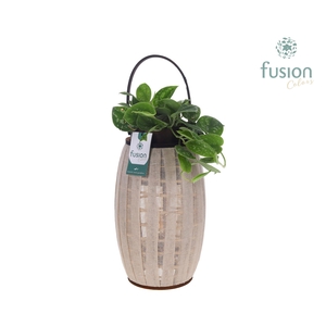 Houten Lantaarn met Scindapsus