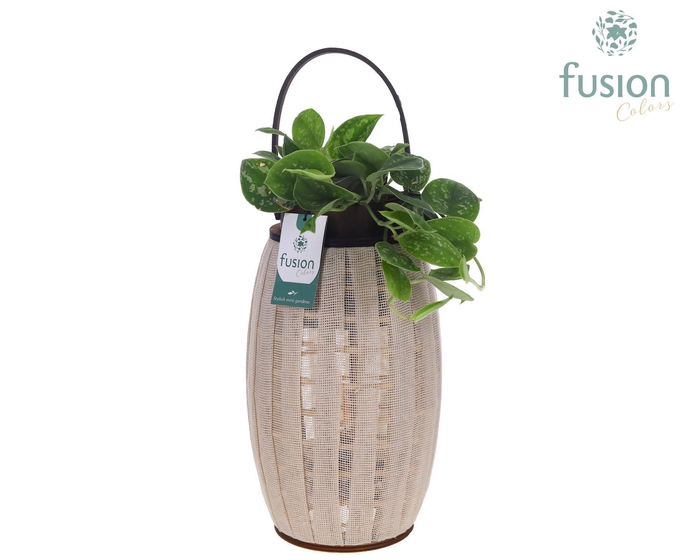 <h4>Houten Lantaarn met Scindapsus</h4>