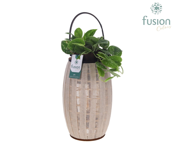 <h4>Houten Lantaarn met Scindapsus</h4>