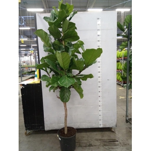Ficus lyrata
