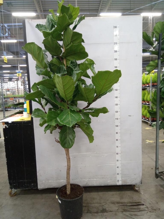 <h4>Ficus lyrata</h4>
