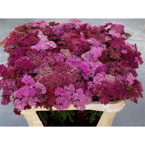 Achil M Mcl Purple Mix