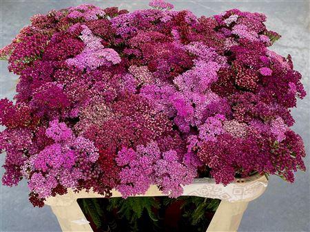 <h4>Achil M Mcl Purple Mix</h4>