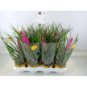 Tillandsia cyanea 'Vincent'