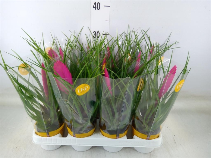 <h4>Tillandsia cyanea 'Vincent'</h4>