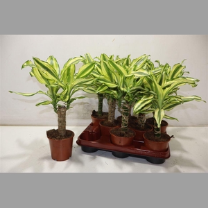 Dra Frag Yello Coast