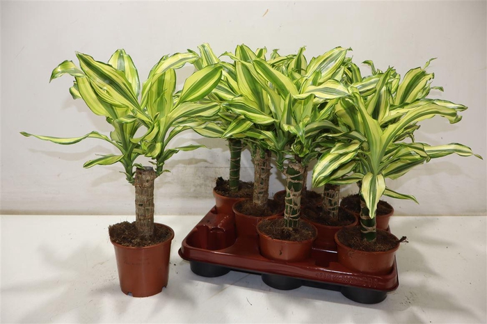 <h4>Dra Frag Yello Coast</h4>