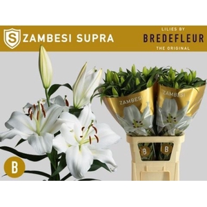 LILIUM ORI. X TRUM. 'ZAMBESI'