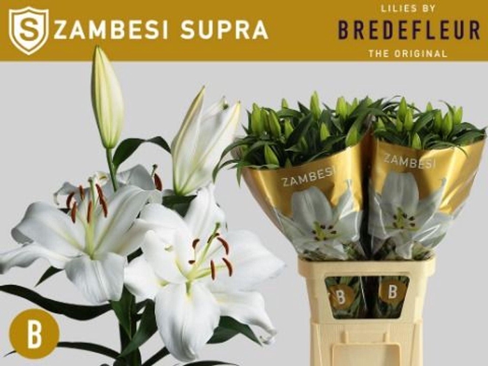 <h4>LILIUM ORI. X TRUM. 'ZAMBESI'</h4>