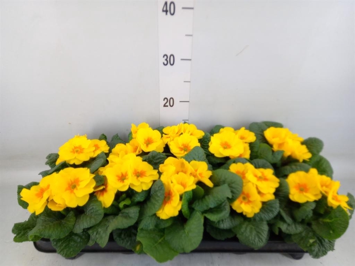 <h4>Primula ac.   ...</h4>