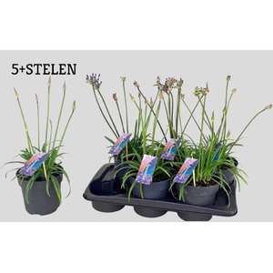 AGAPA BRILLIANT BLUE