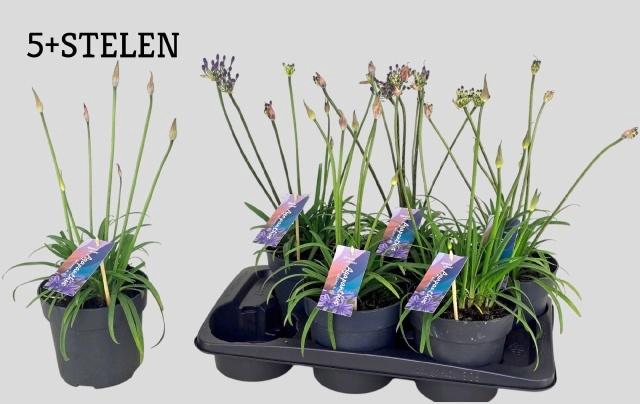 <h4>AGAPA BRILLIANT BLUE</h4>