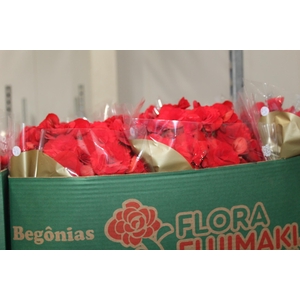 BEGONIA BALADIN P15