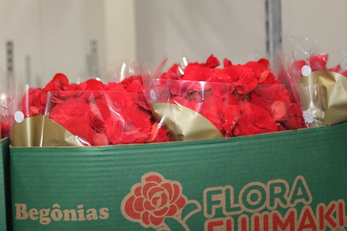 <h4>BEGONIA BALADIN P15</h4>