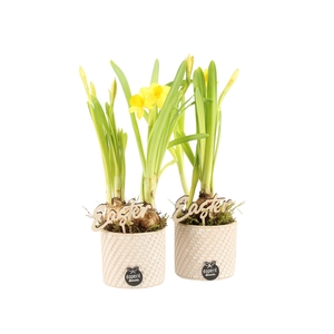 70793: Easter arrangement