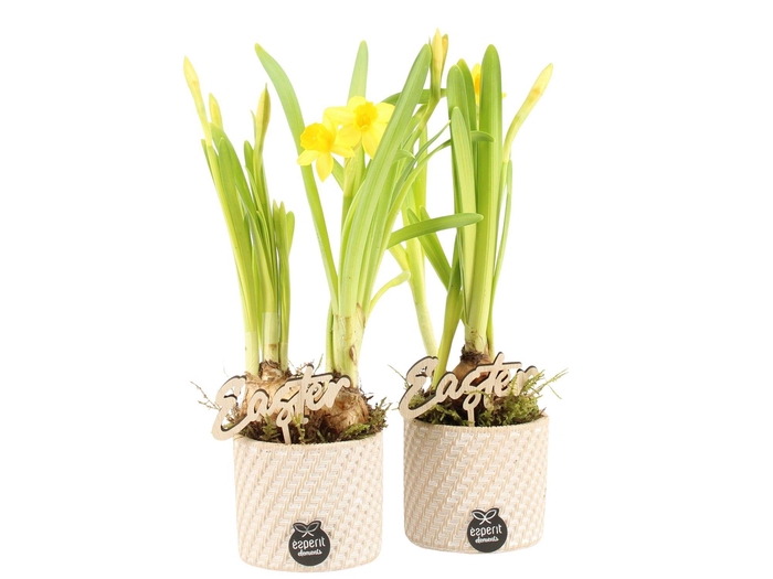 <h4>70793: Easter arrangement</h4>