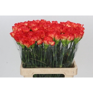 Dianthus St Goopy Geer