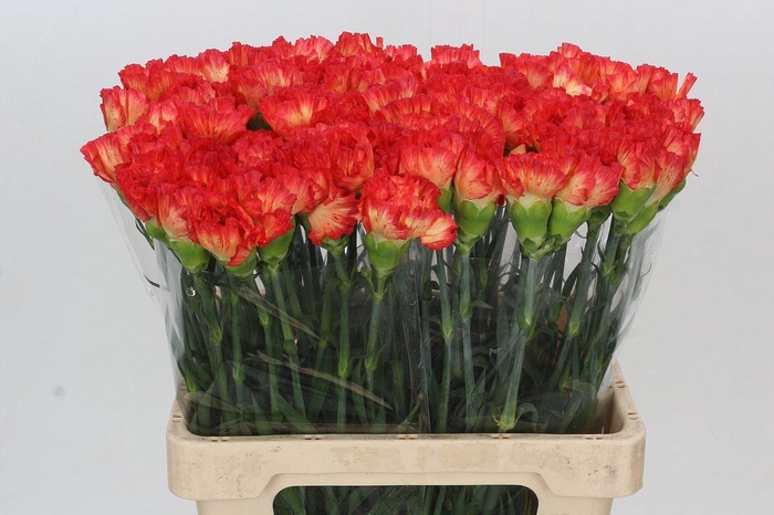 <h4>Dianthus St Goopy Geer</h4>