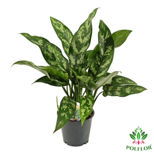 Aglaonema Maria 12Ø 40cm 2pp