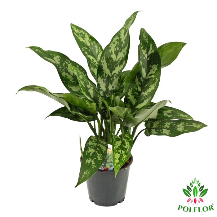 <h4>Aglaonema Maria 12Ø 40cm 2pp</h4>