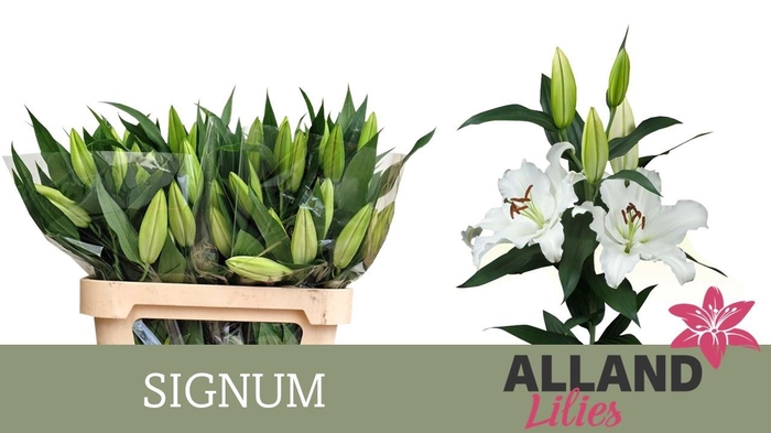 <h4>LI OR SIGNUM</h4>