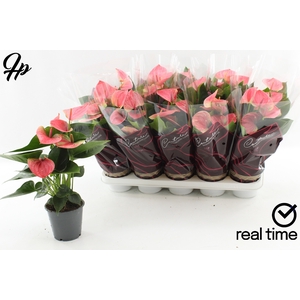 ANTHU AN SWEET DREAM