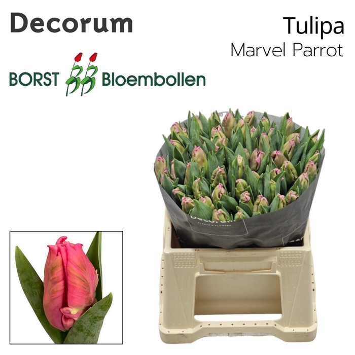 <h4>TULIPA PA 'MARVEL PARROT'</h4>
