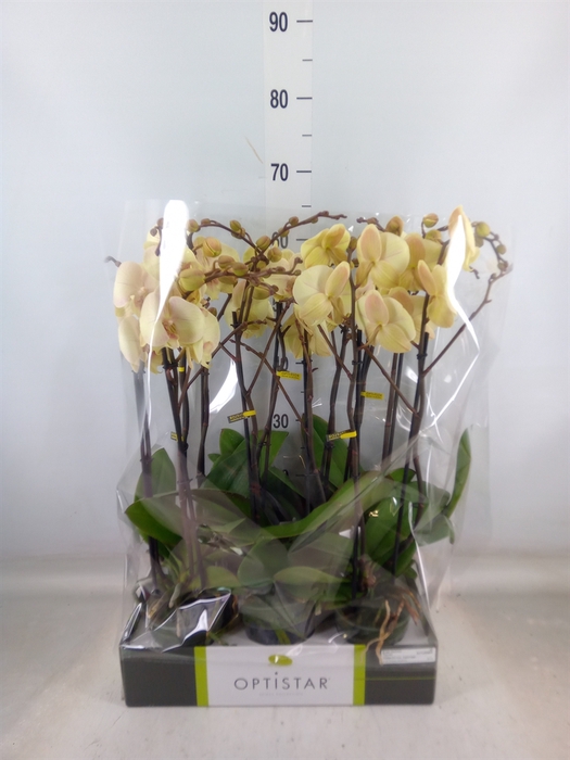 <h4>Phalaenopsis   ...yellow</h4>