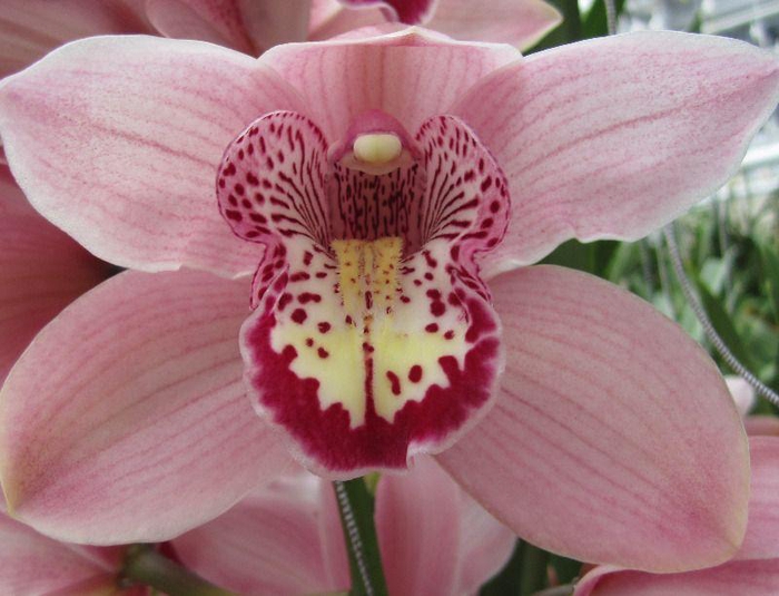 <h4>Cymb T Kady</h4>