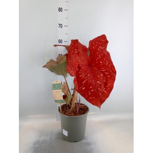 Caladium   ...