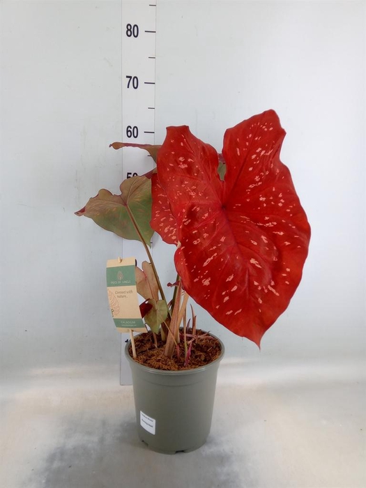 <h4>Caladium   ...</h4>