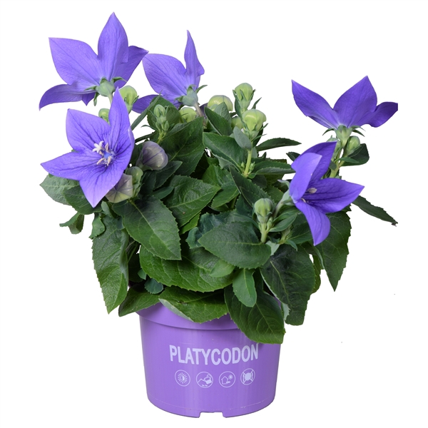 <h4>Platycodon Blue</h4>