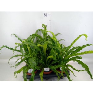 Asplenium antiquum 'Osaka'