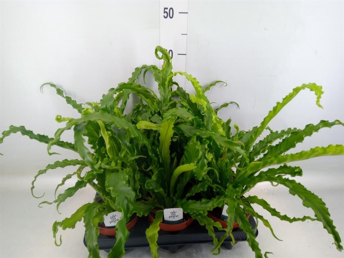 <h4>Asplenium antiquum 'Osaka'</h4>