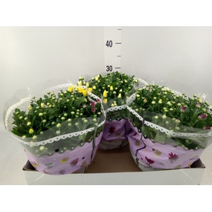 Chrysanthemum   ..mix/pot