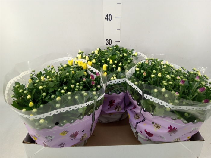 <h4>Chrysanthemum   ..mix/pot</h4>