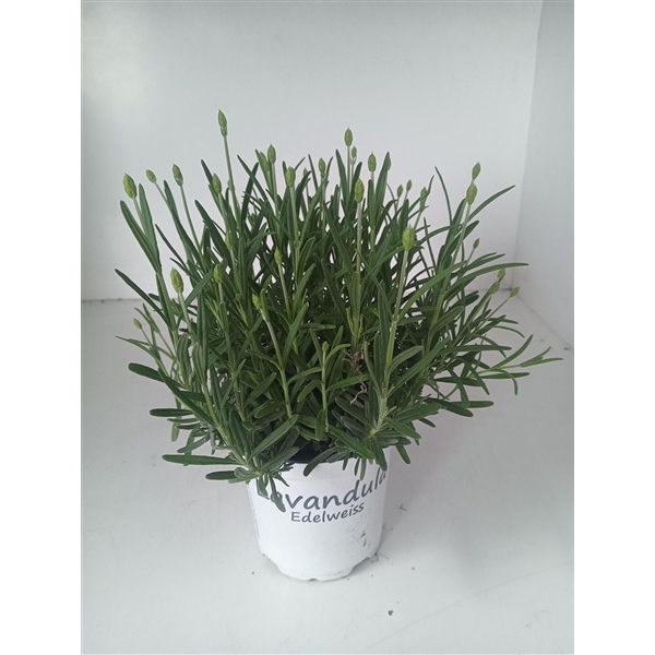 <h4>Lavendel Aromance wit</h4>