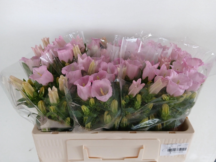 <h4>CAMP M PEARL PINK</h4>