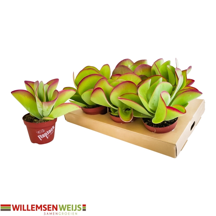 <h4>KALANCHOE THYRSIFL</h4>