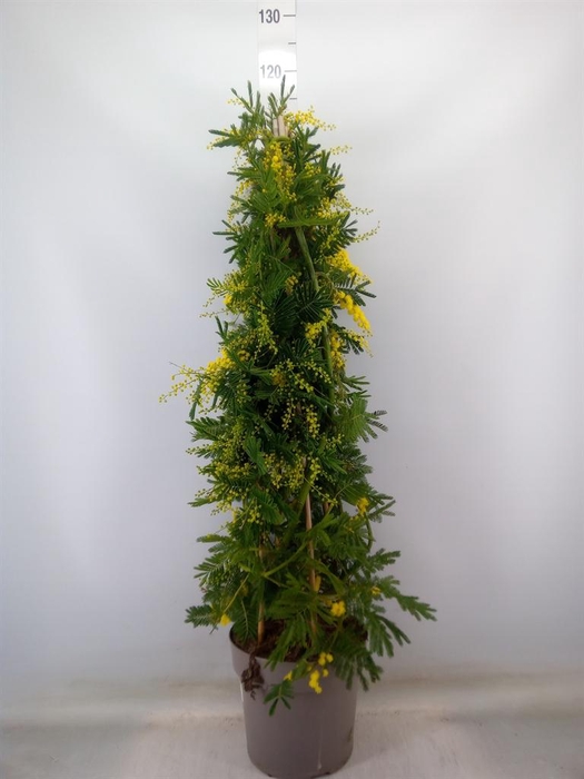 <h4>Acacia paradoxa</h4>